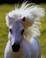 le + bel animal de la terre !!!